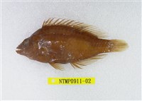 藏品(高體盔魚)的圖片